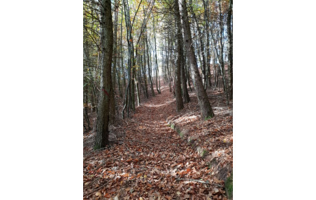 1° CROSS VIRTUEL 11/11/2020